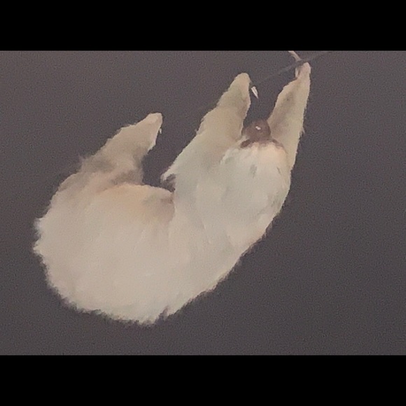 Meet your Posher, Carla - Picture 1 of 1